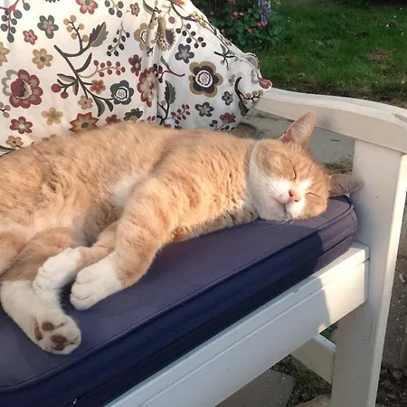 Vibes Bed & Breakfast